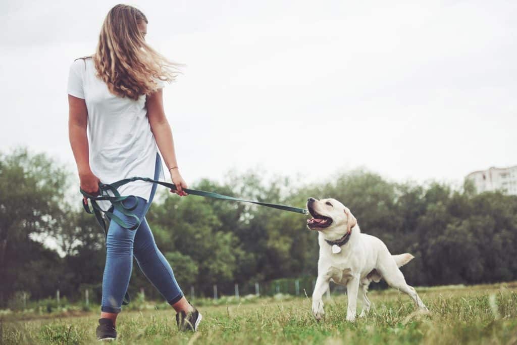 best questions for dog walker