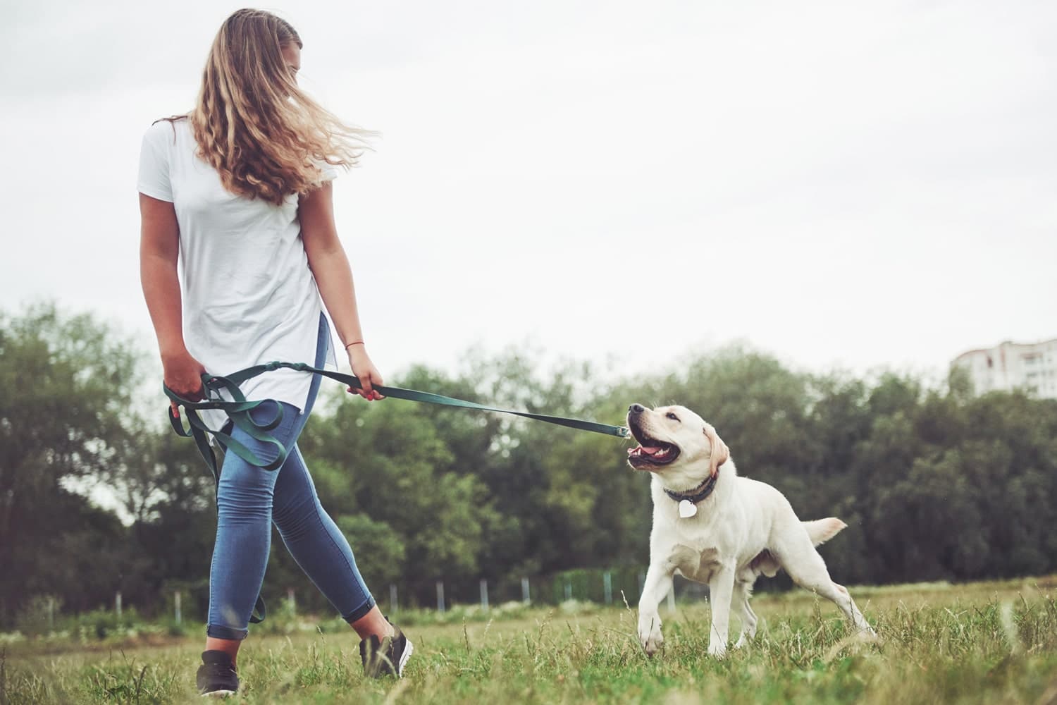 best questions for dog walker