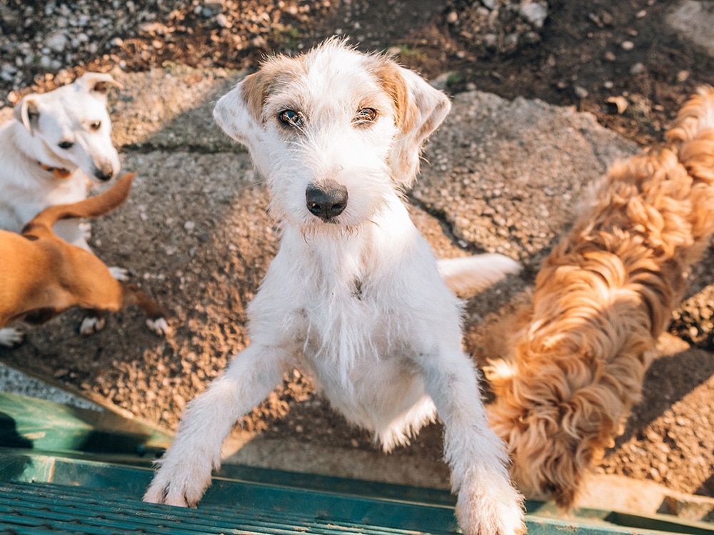 best questions for potential dog adopters