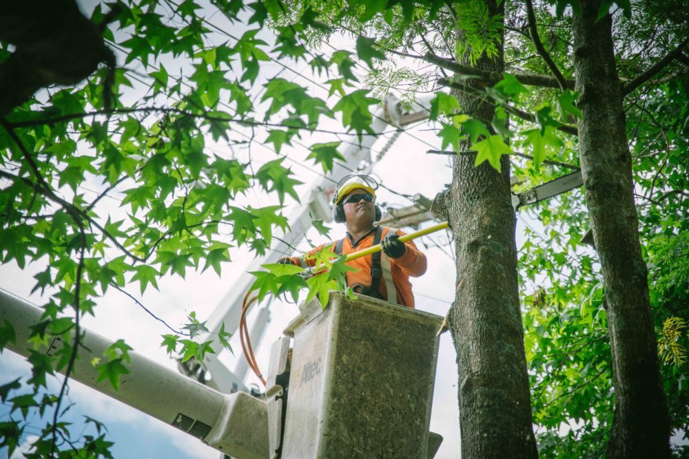 best questions for tree removal service