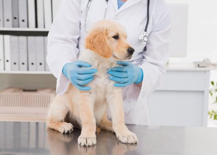 best questions for vet about new puppy