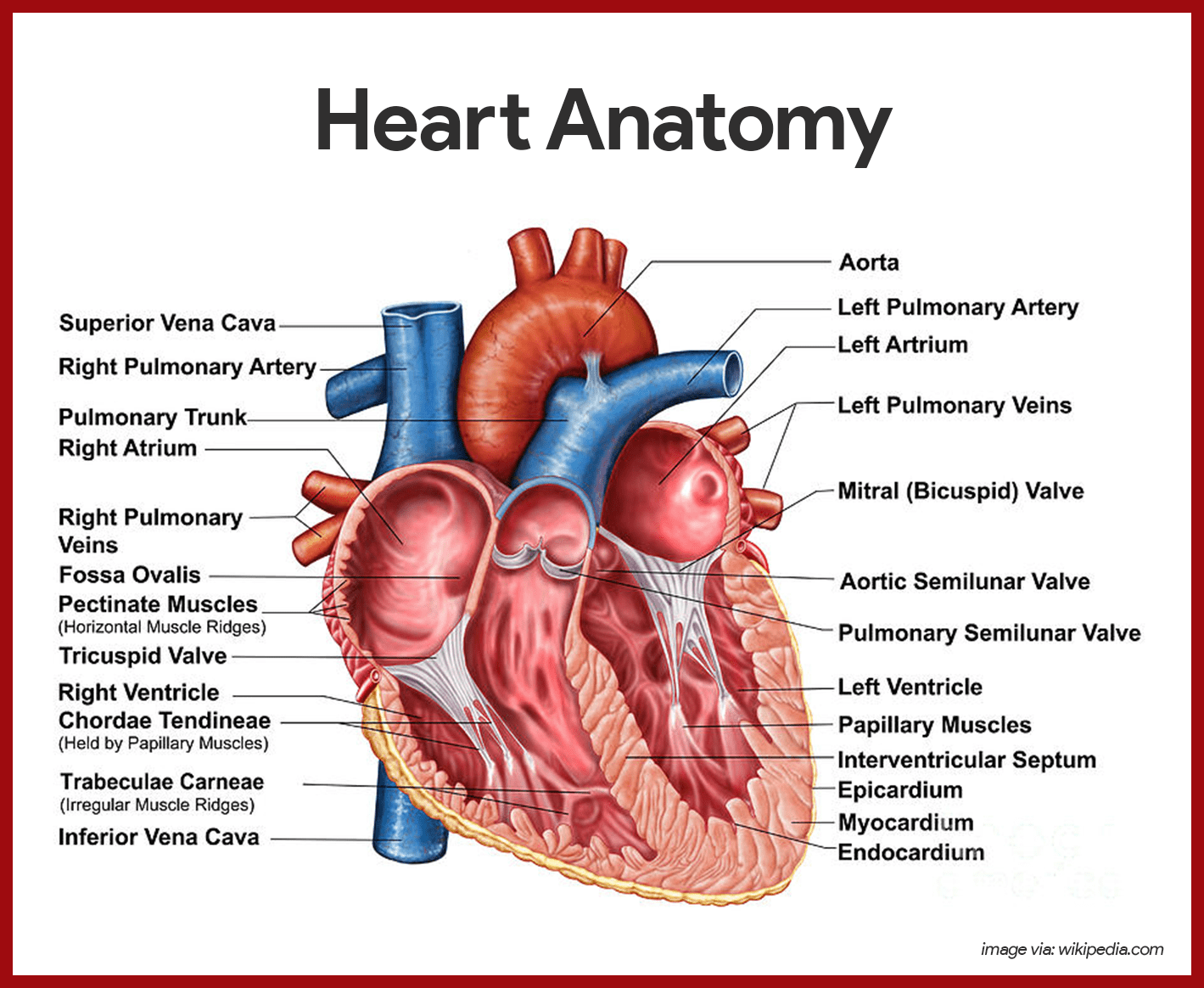 best questions on the cardiovascular system