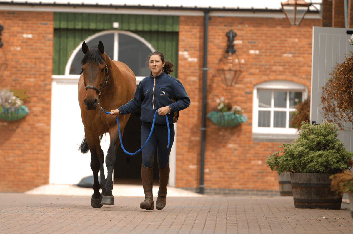 best questions when buying a horse