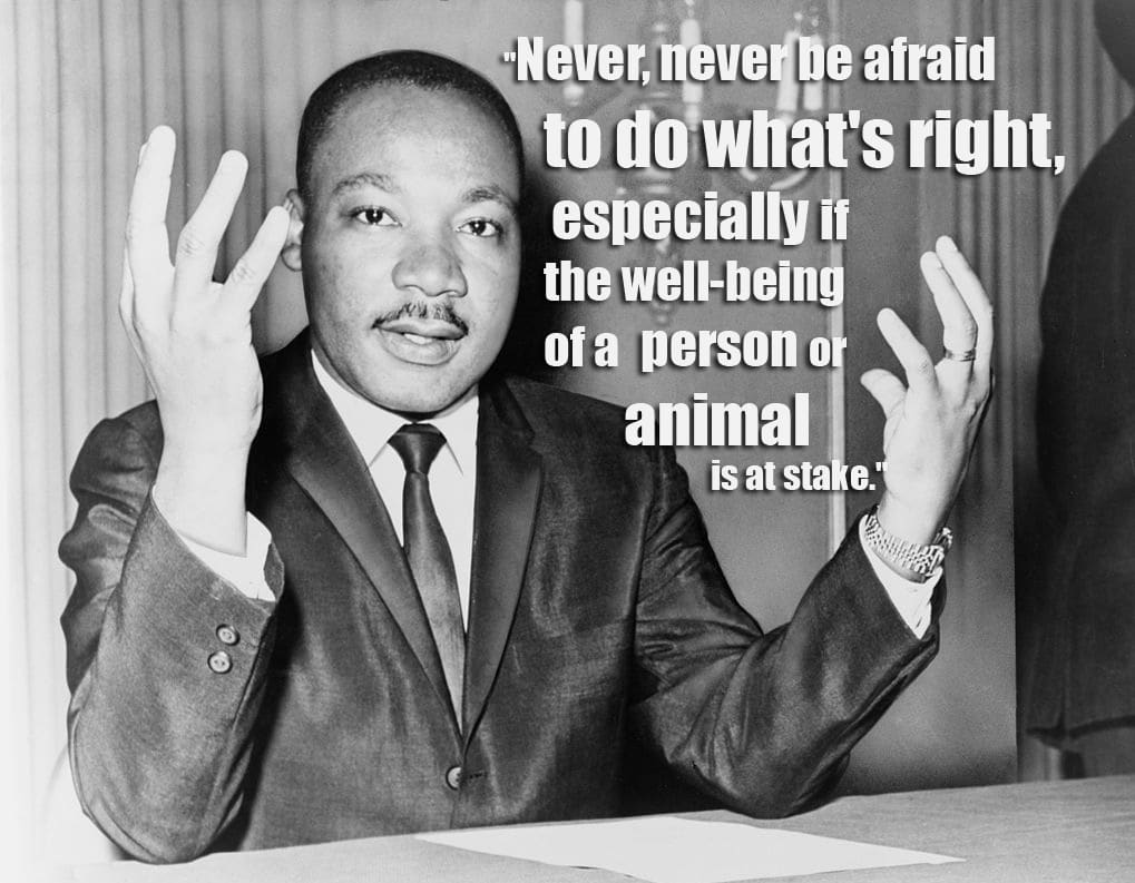 best quotes about animal rights
