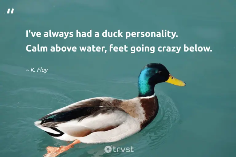 best quotes about ducks
