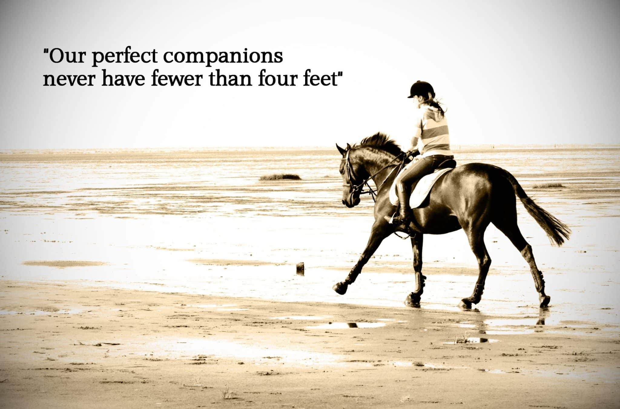 best quotes about equestrian scaled
