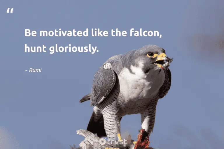 best quotes about falcons
