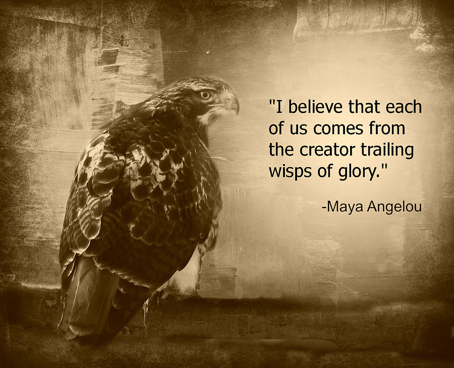 best quotes about hawks