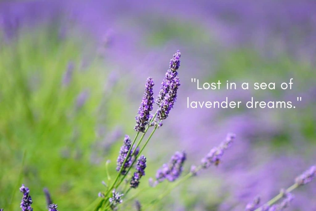 best quotes about lavender