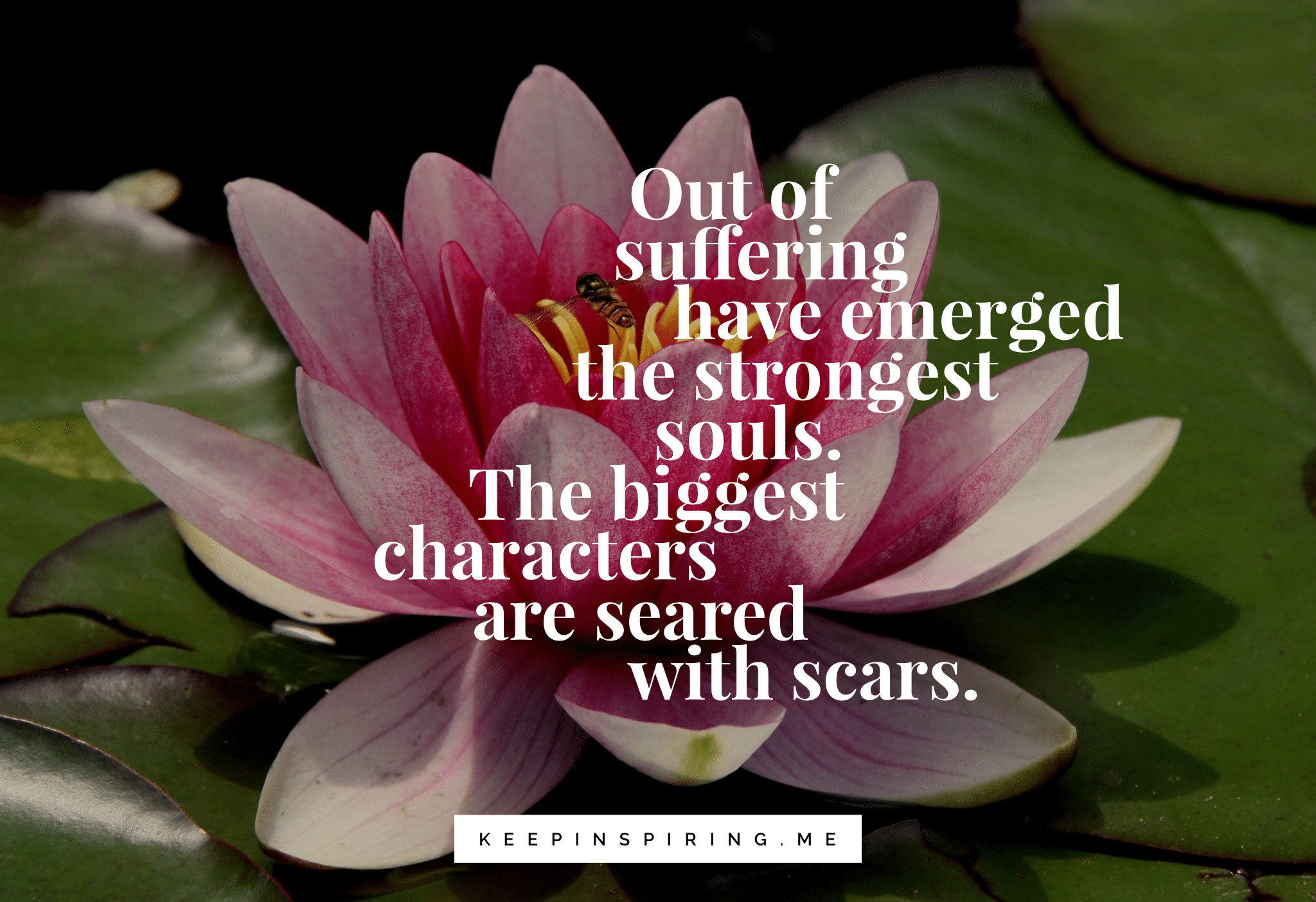 best quotes about lily flowers