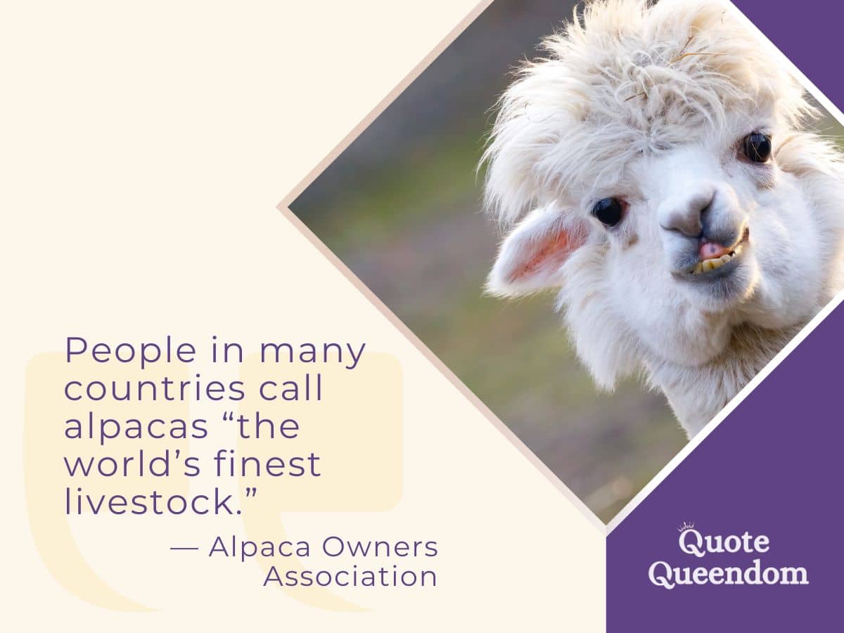 best quotes about llamas