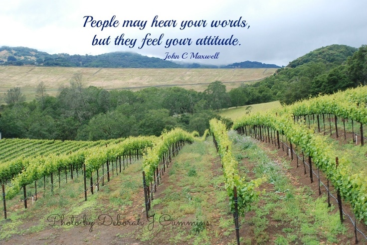 best quotes about napa valley