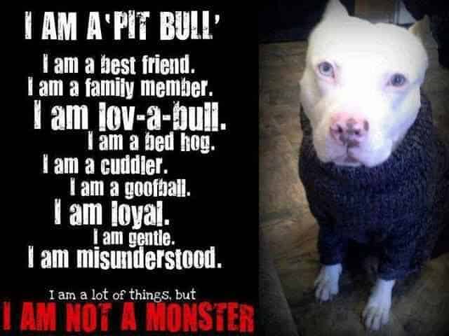 best quotes about pit bulls