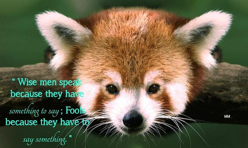 best quotes about red pandas