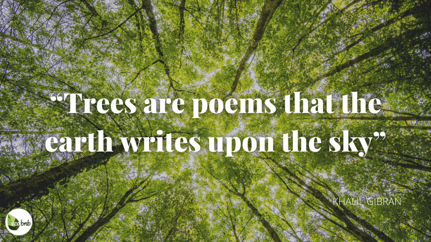 best quotes about woods and forests