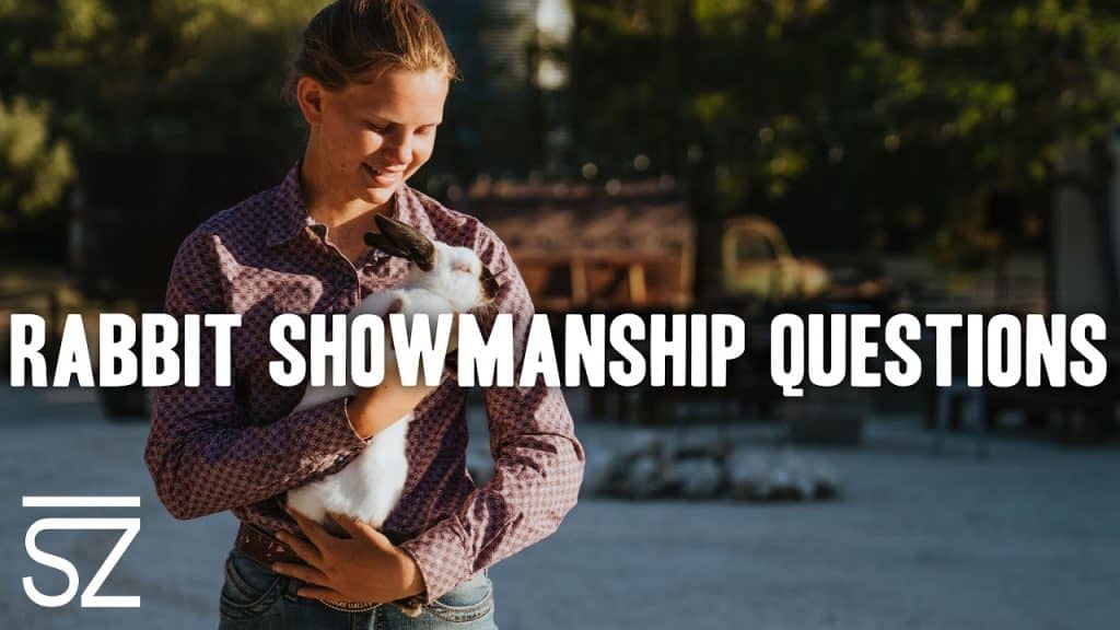 best rabbit showmanship questions
