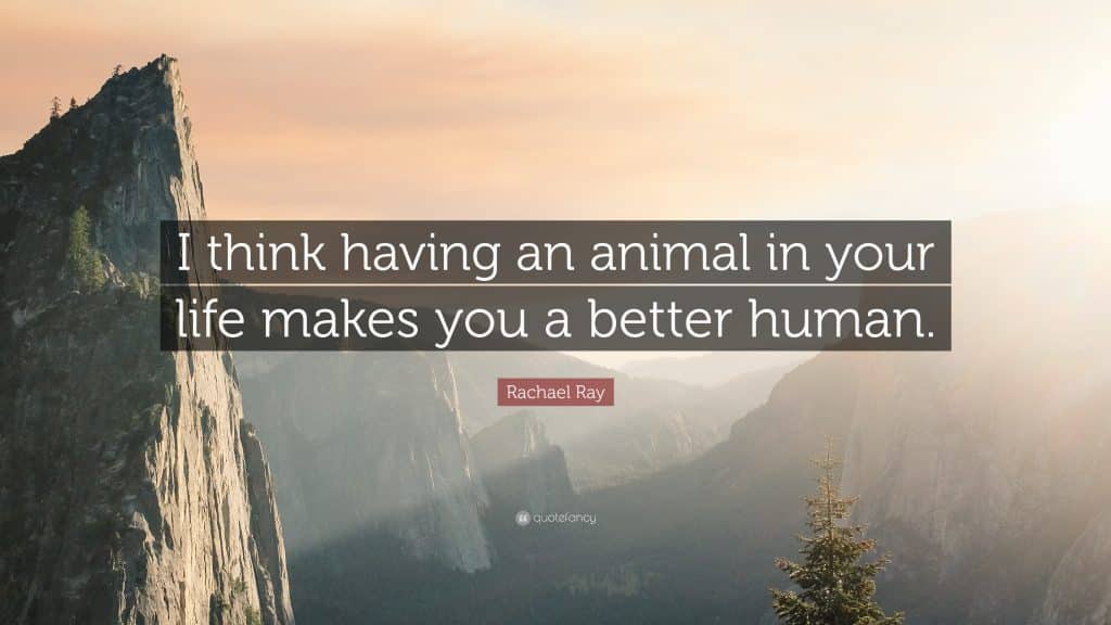best rachael ray quotes scaled