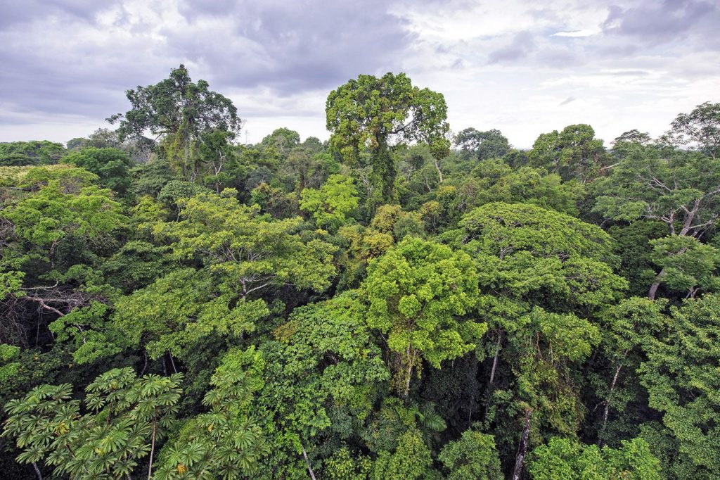 best rainforest questions