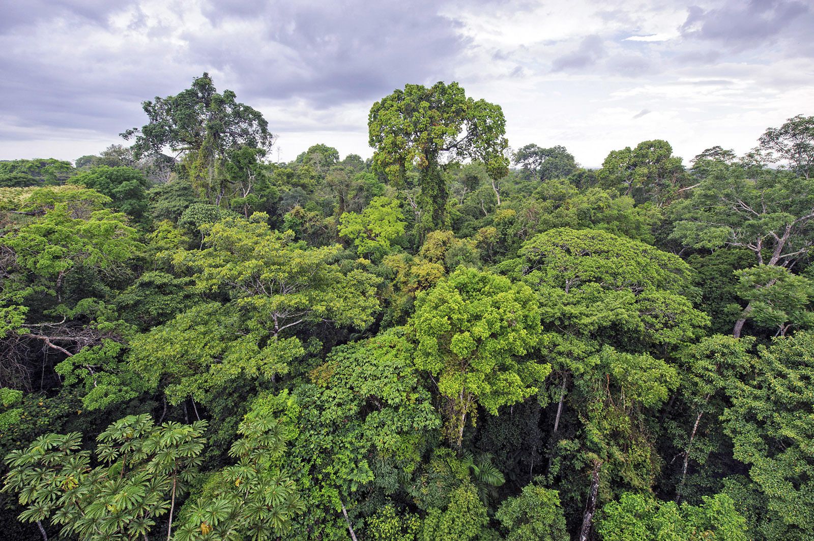 best rainforest questions