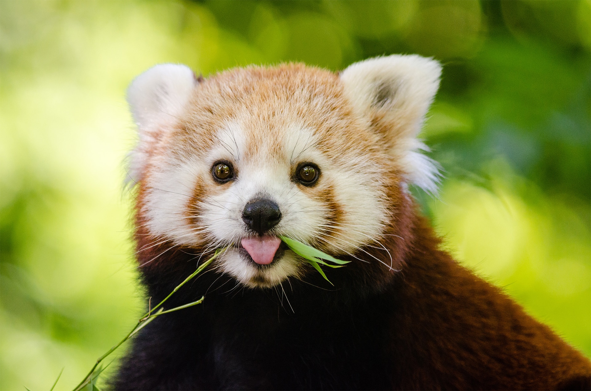 best red panda questions