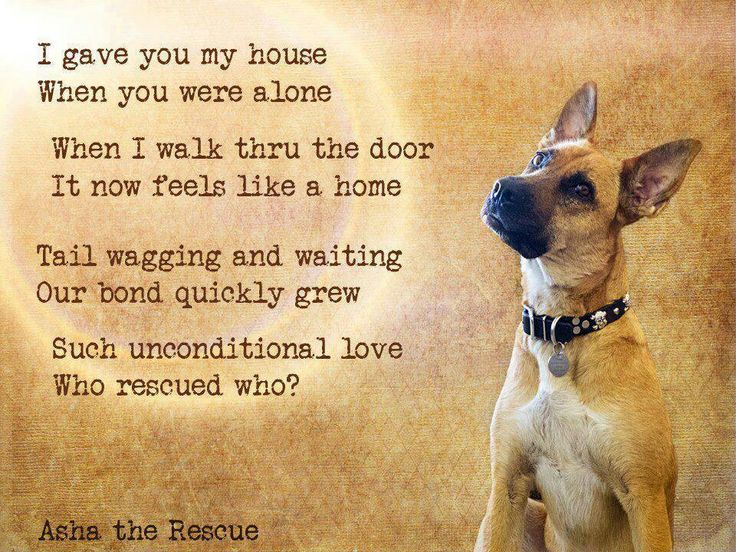 best rehoming dog quotes