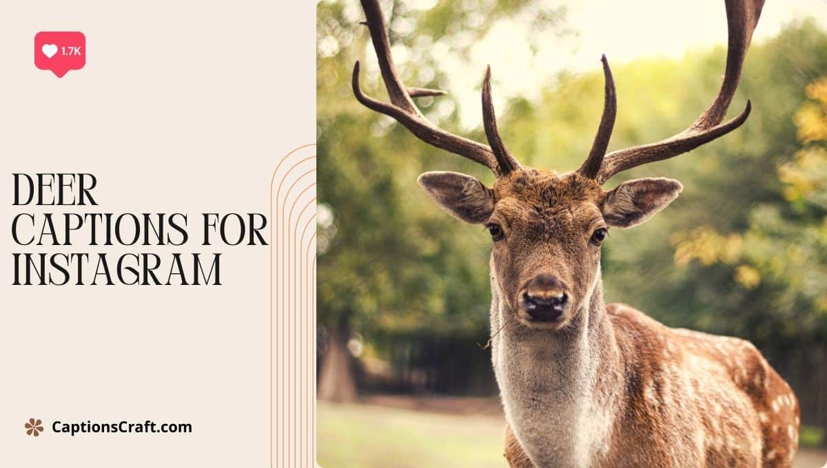 best reindeer quotes for instagram