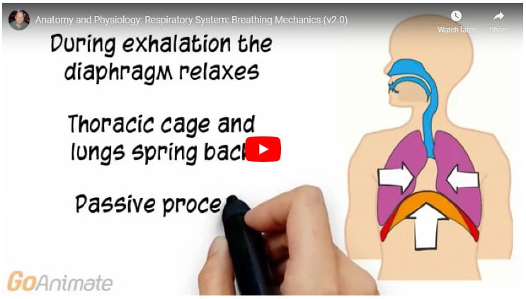 best respiratory questions