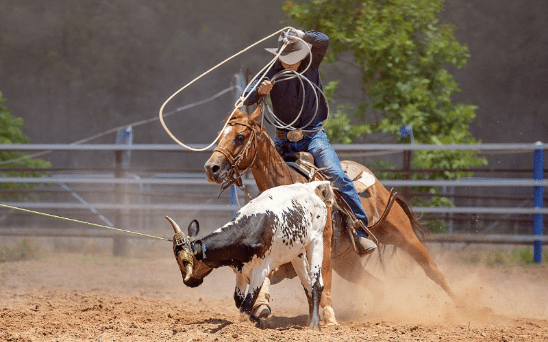 best rodeo questions and answers