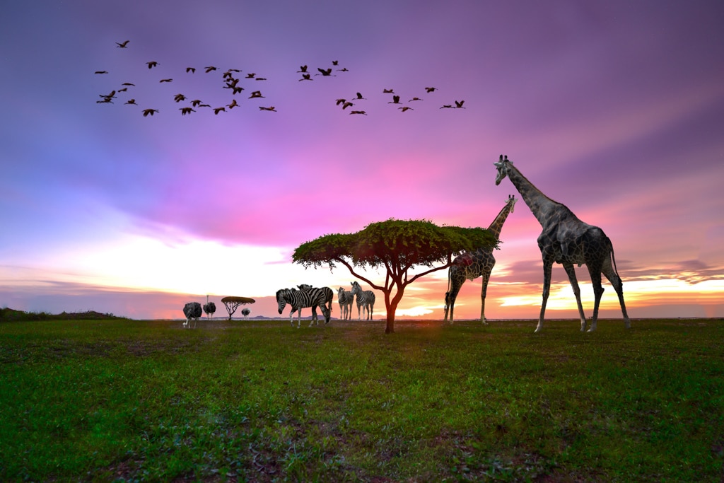 best safari quotes for instagram