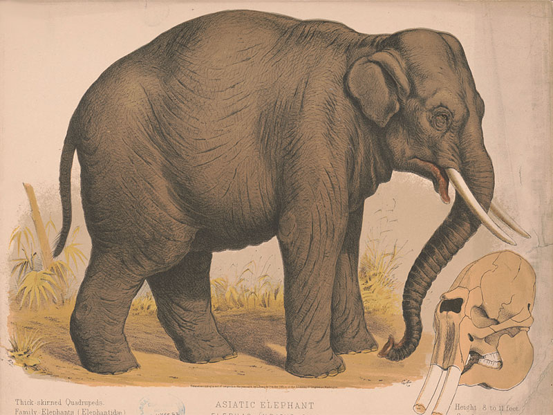 best shooting an elephant questions