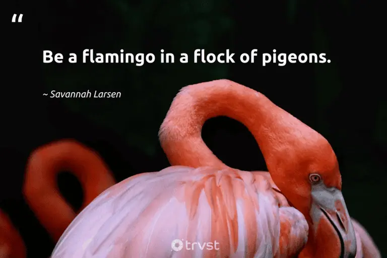 best short flamingo quotes