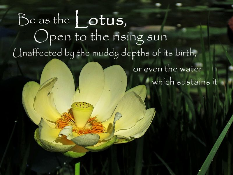 best short lotus flower quotes