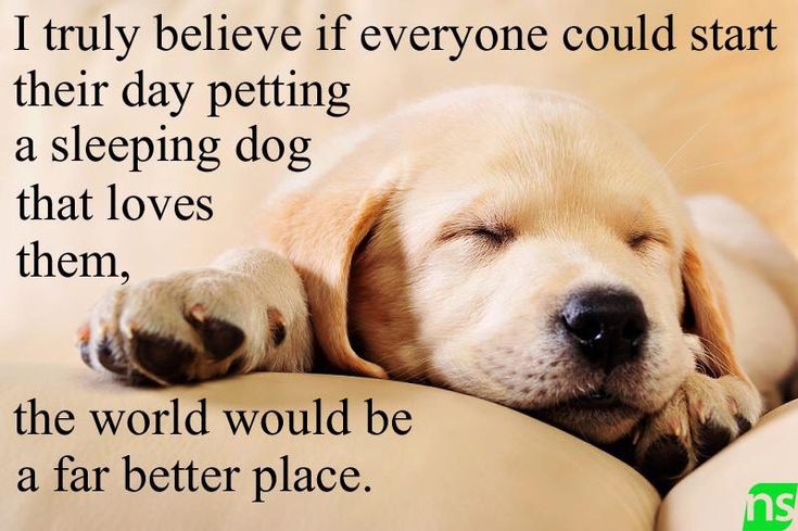 best sleeping dogs quotes