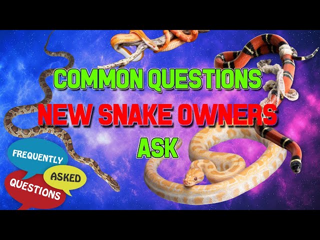 best snake questions