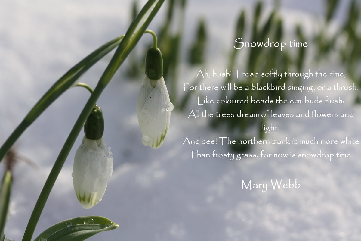 best snowdrop quotes