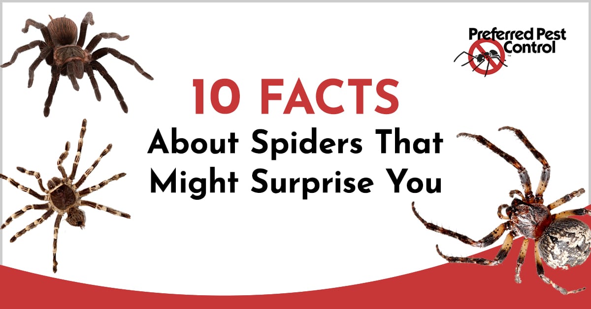 best spider trivia questions