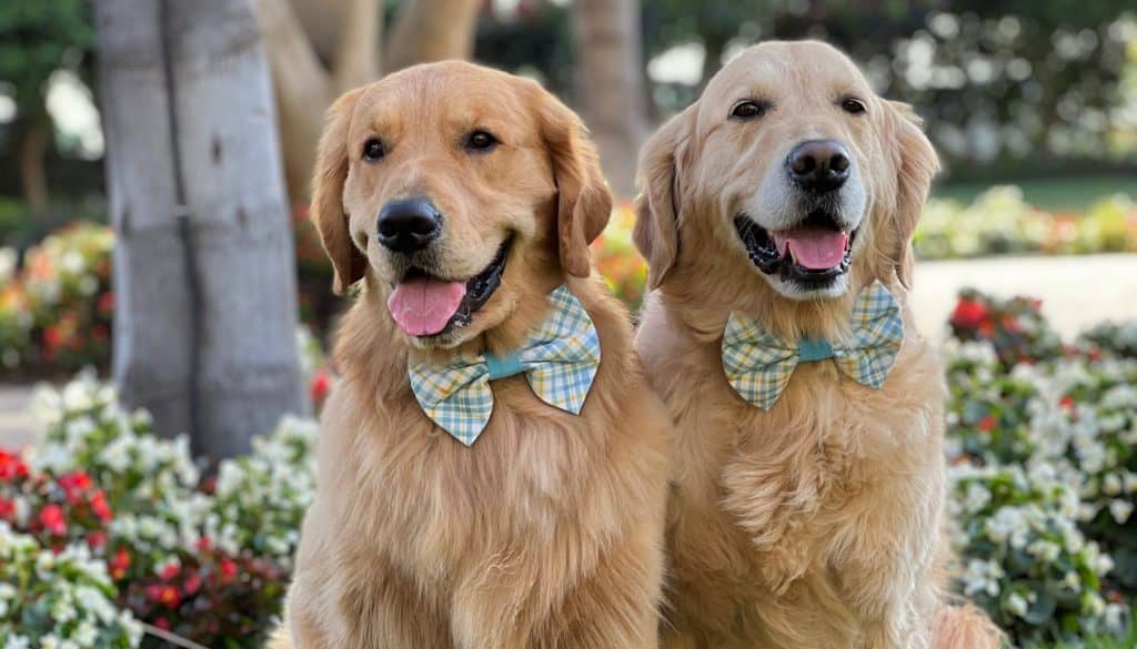 best spring dog quotes