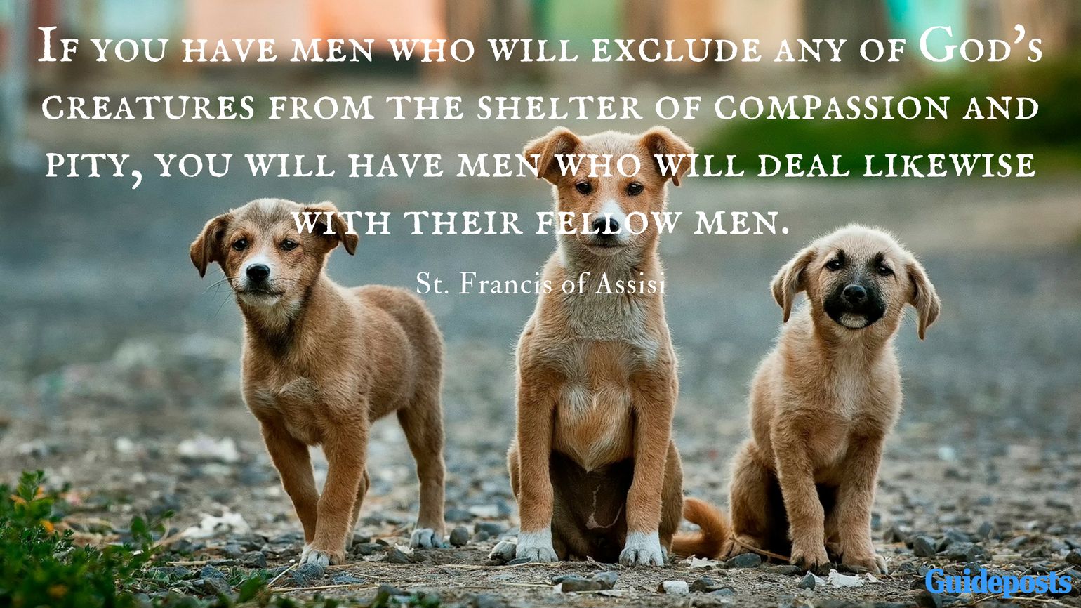 best st francis quotes on animals