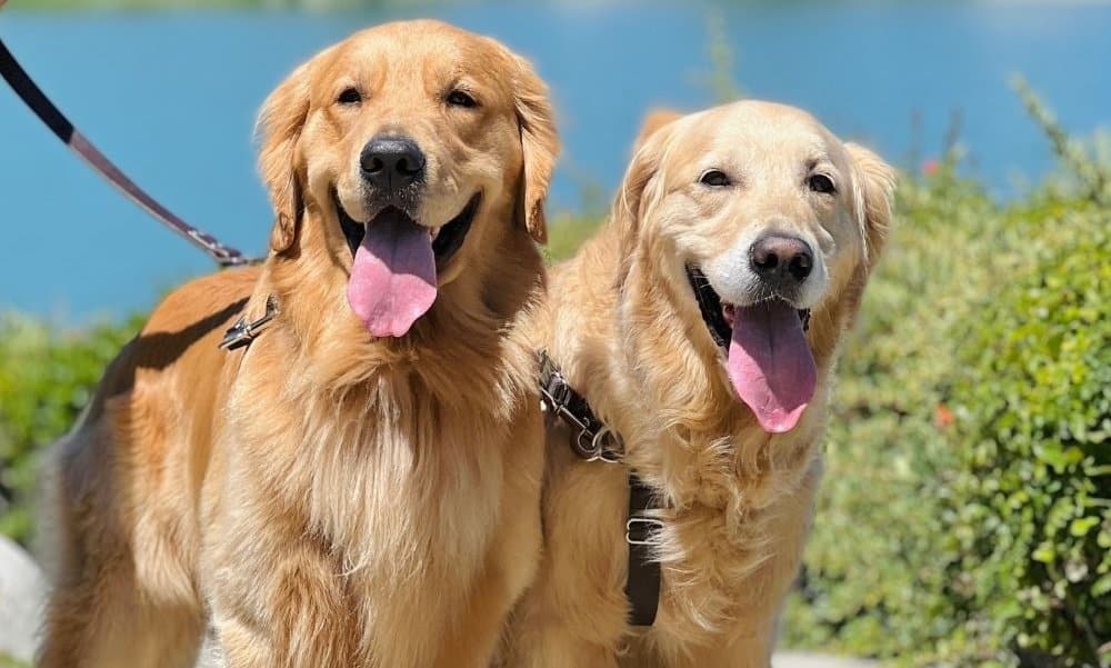 best summer dog quotes