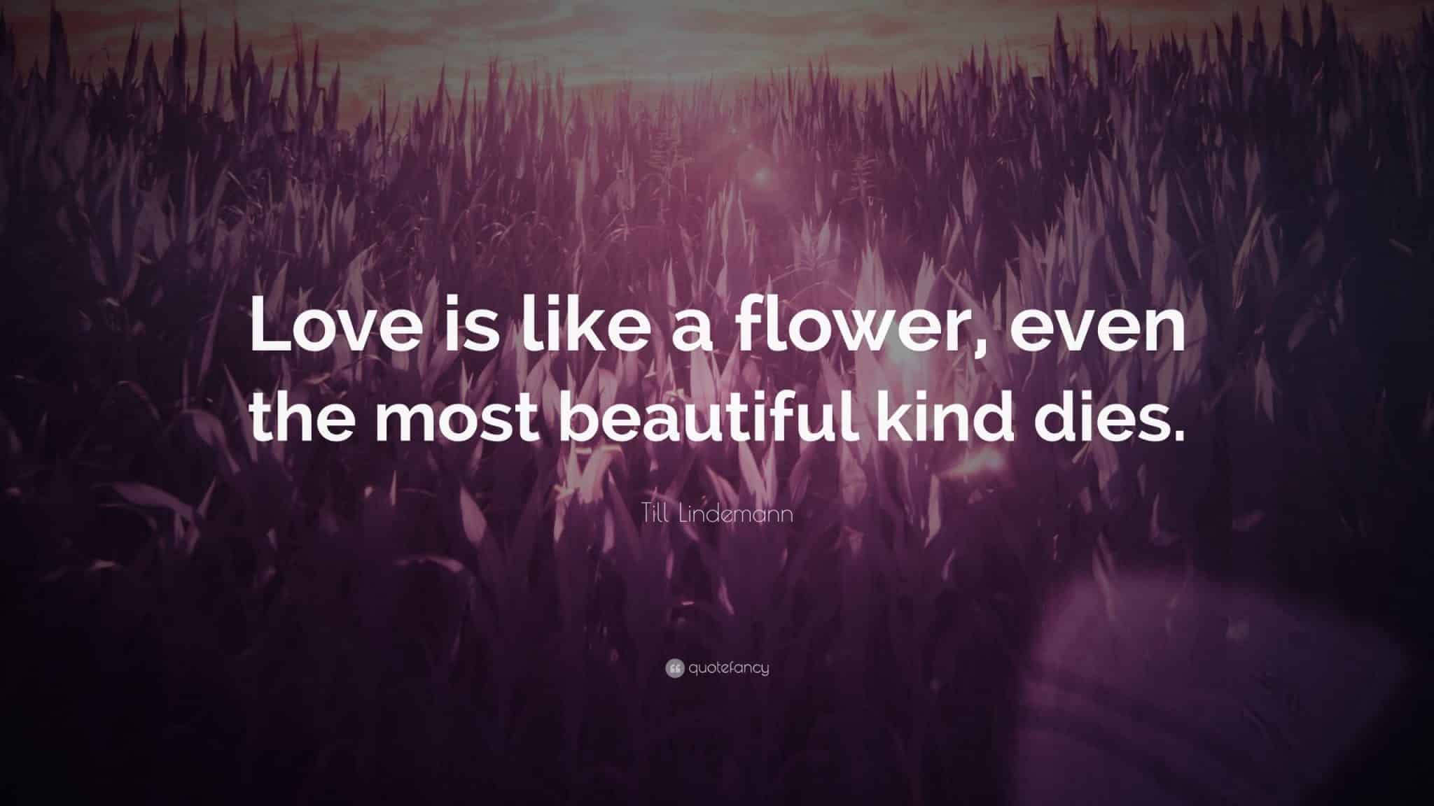 best till lindemann quotes scaled