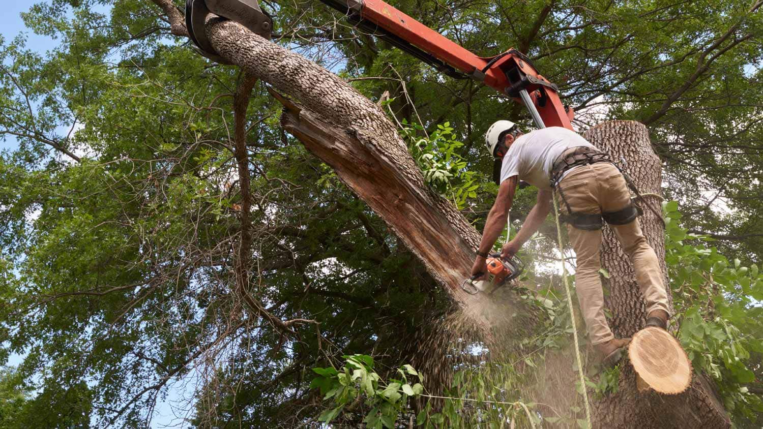 best tree removal insurance questions