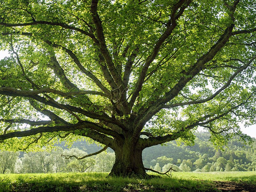best tree trivia questions