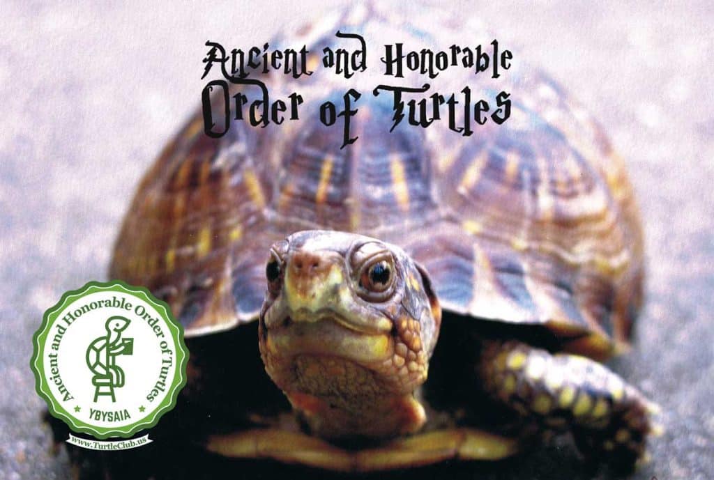 best turtle club questions