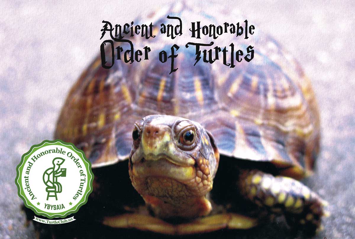 best turtle club questions