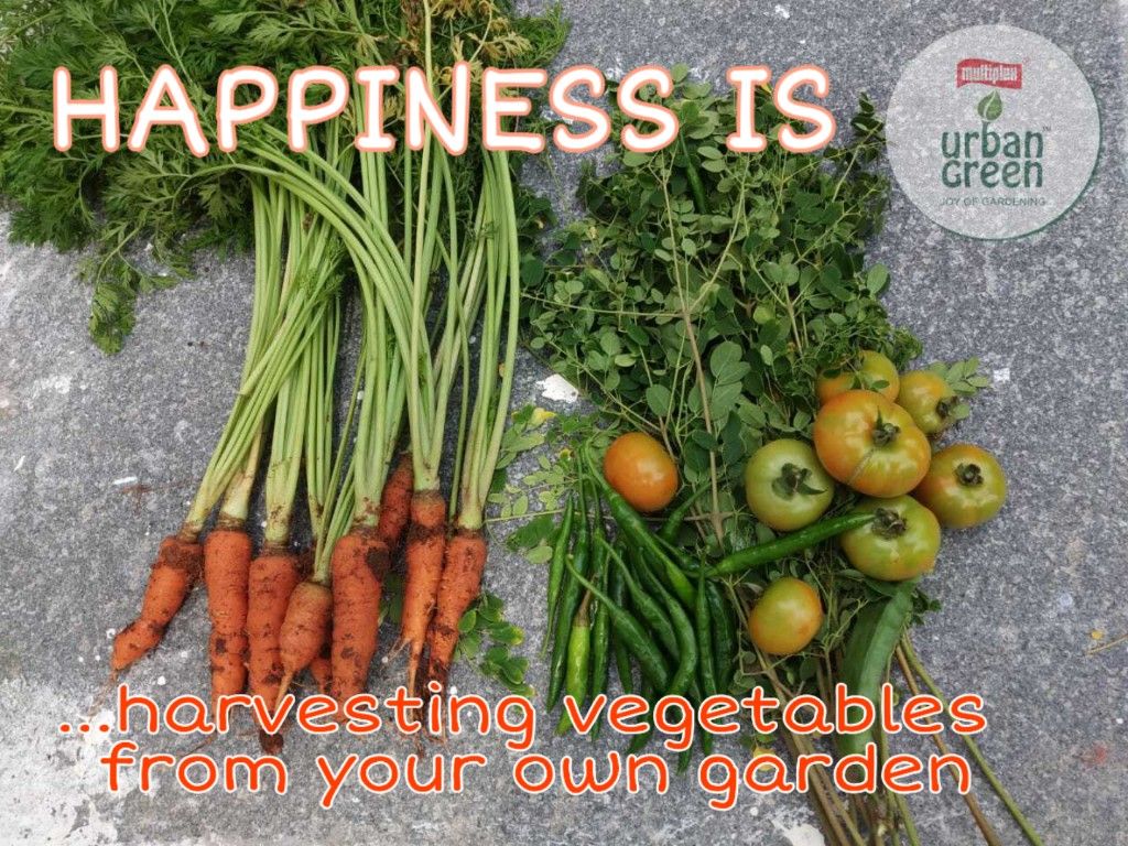 best vegetable gardening quotes