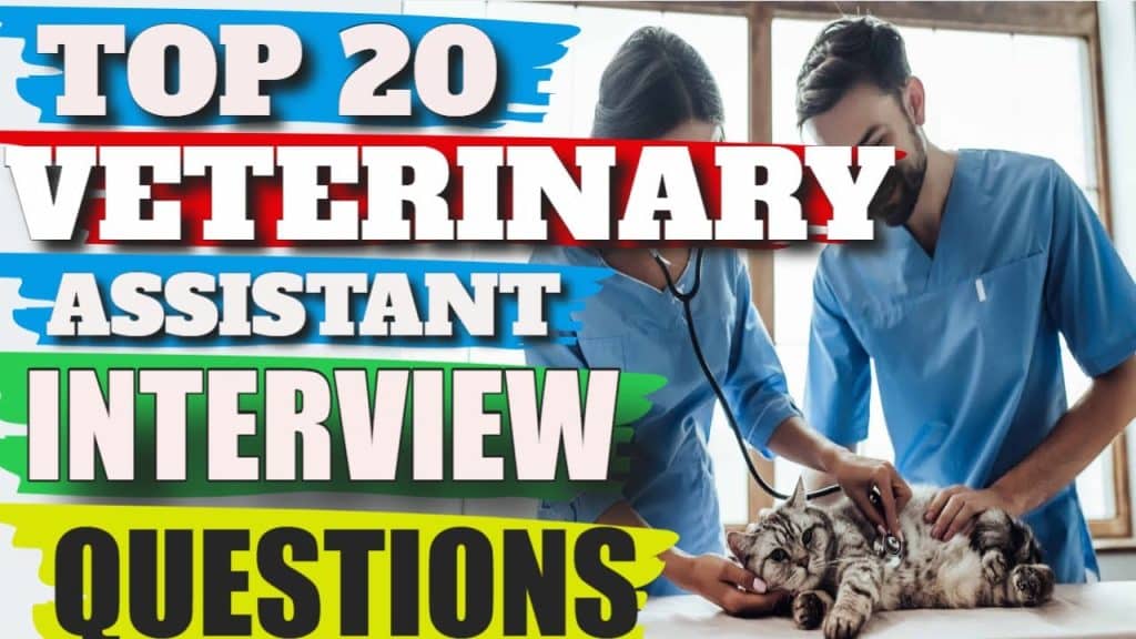 best vet assistant interview questions
