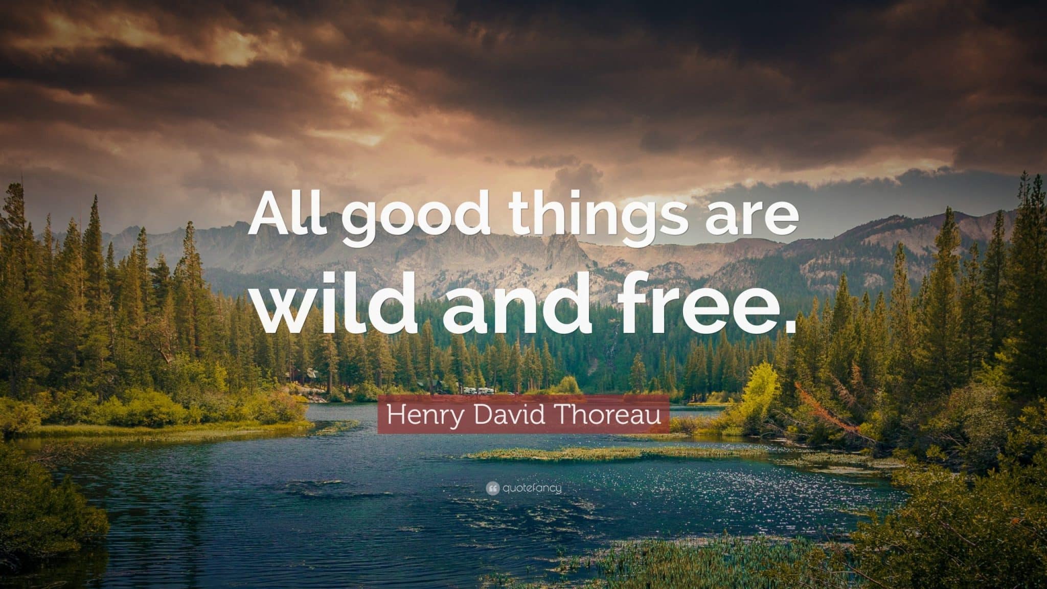 best walden quotes nature scaled