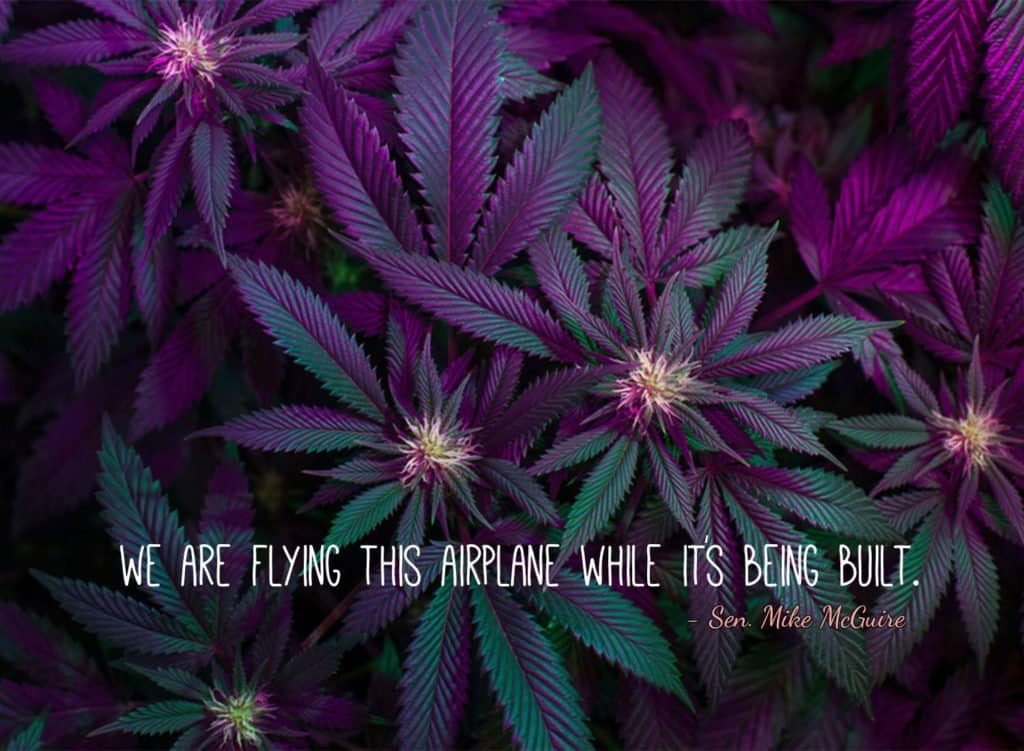 best weed quotes