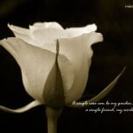 best white roses quotes