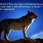 best wolf quotes
